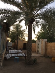 Father's house, in which one date palm and two guava trees grow